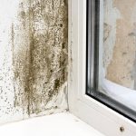 Tips for Preventing Mold and Mildew From Growing in Your Home The Best