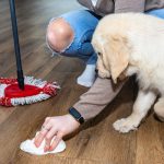 How to Keep Your House Clean As a Cat or Dog Owner